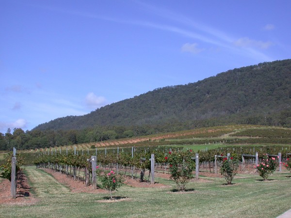 Mc Williams Estate
